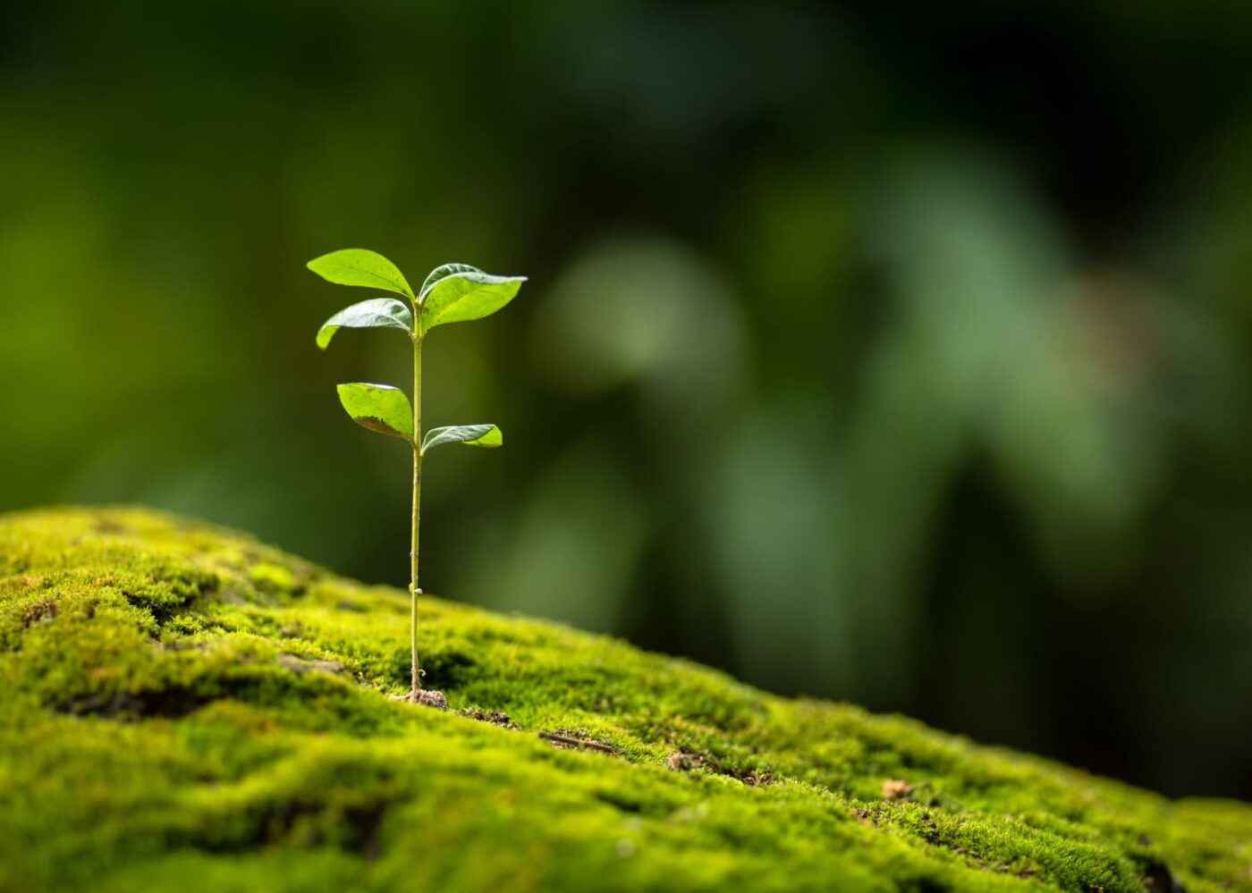 ecologie-dematerialisation